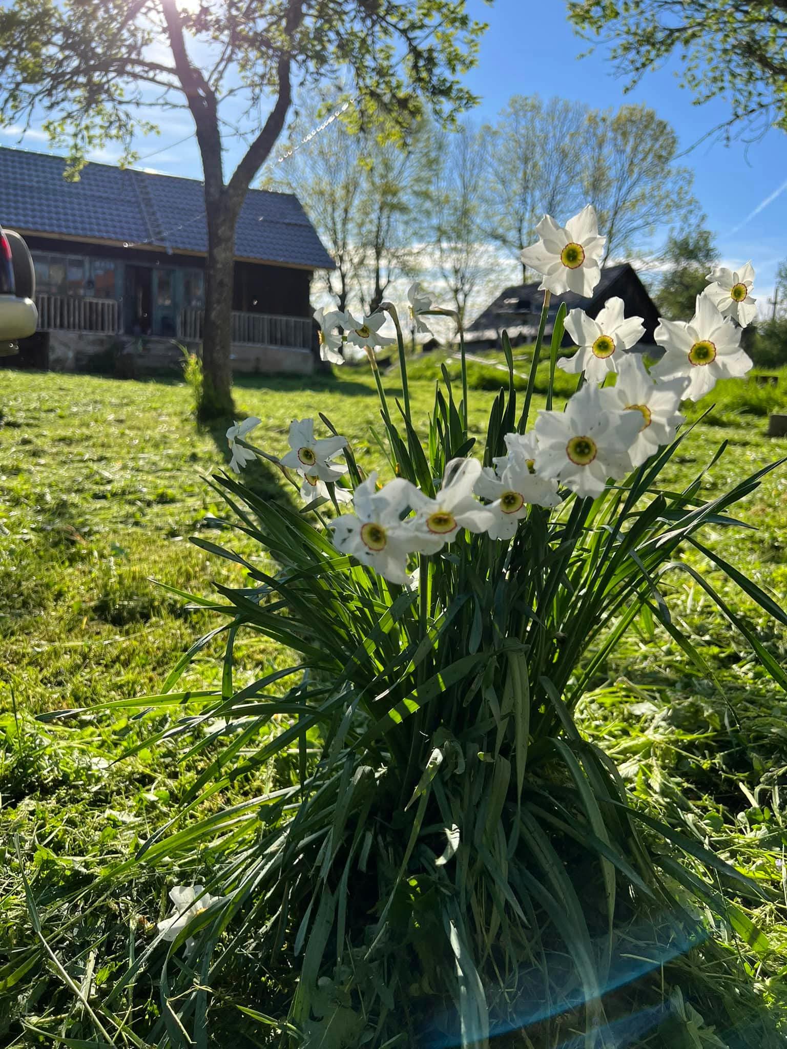 Artă și Mișcare Metanoia